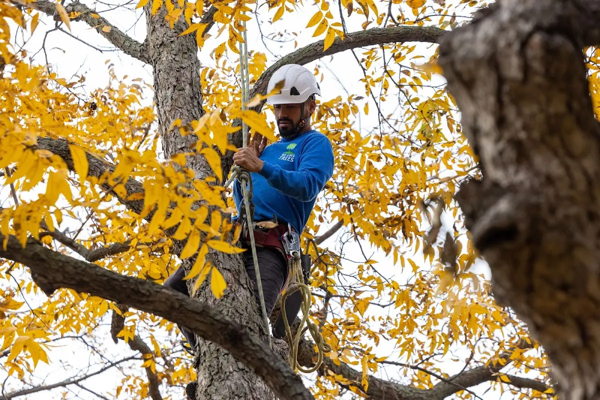 Skilled Tree Pruning crew working in Slater